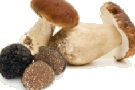 Funghi e tartufi